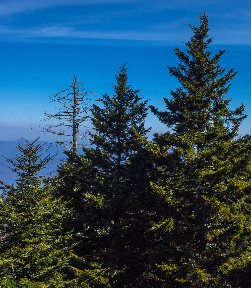 astral men's tr1 mesh