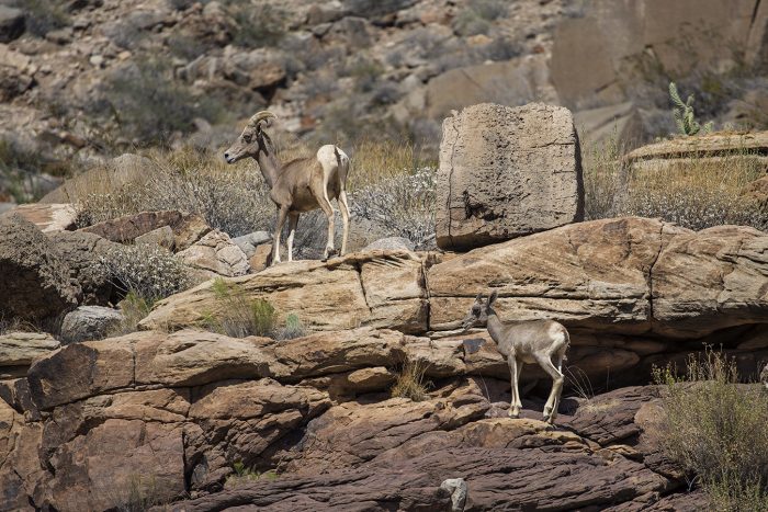 10 Reasons To Raft The Grand Canyon