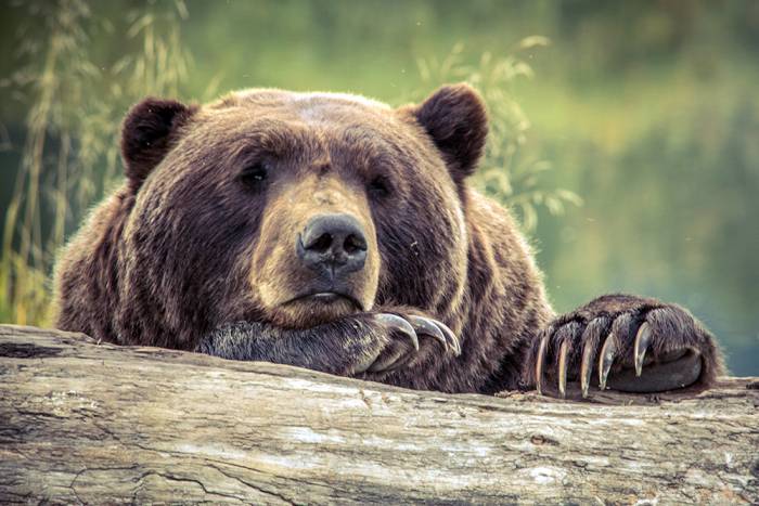 bored grizzly bear