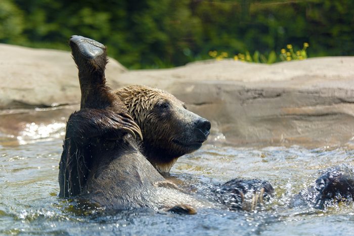 grizzly bear playing in water