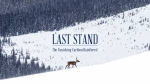 Trailer: ‘Last Stand’ Of The Mountain Caribou