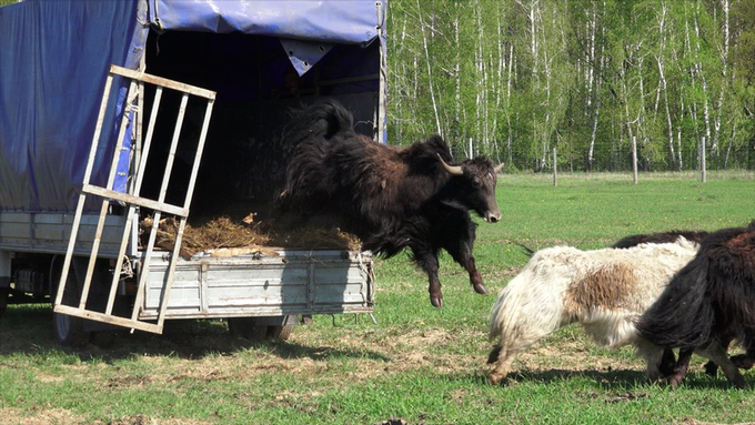 Pleistocene park jurassic park of today