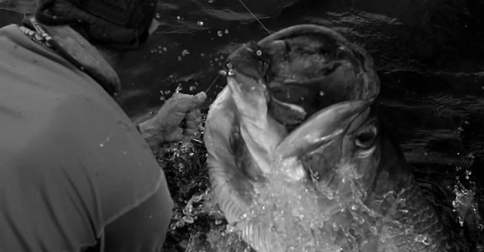 Tarpon ‘Obsession’ Explained In Glorious Black & White