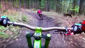 Watch: Bear Chases MTBers Down Singletrack