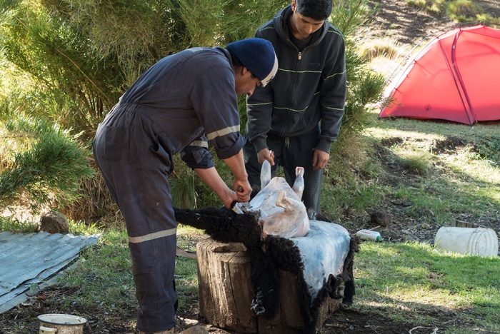 greater-patagonian-trail-butcher
