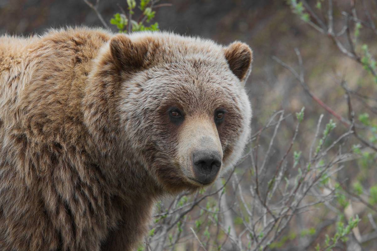 Teen Narrowly Escapes Bear Attack in Montana GearJunkie