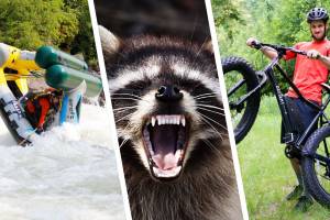GJ Week In Review: Bike Tour Tips, Rabid Raccoon, Swag Tent Review