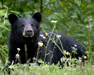 Camping Nightmare: Teen Wakes To Bear Chewing His Head