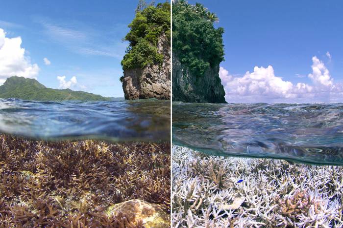 chasing coral bleaching documentary