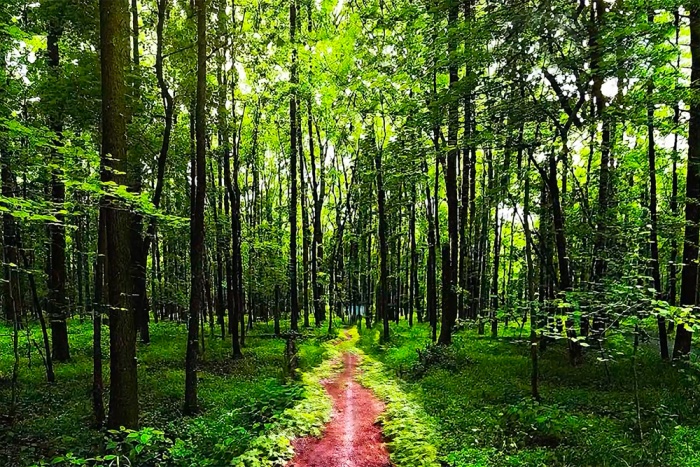 Parkorman Turkey Central Park Pictures