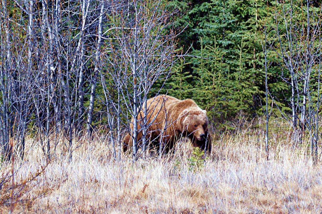 Idaho Approves First Lower 48 Grizzly Hunt in Decades GearJunkie