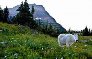 Scientists In Bear Suits Study Human Pee-Goat Link