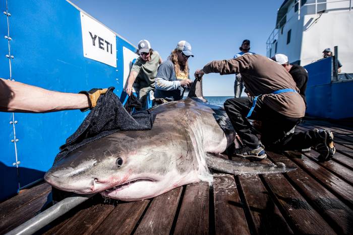 OCEARCH Boat how to catch a great white shark