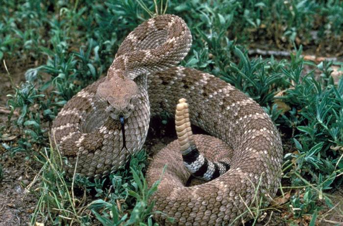 Outdoor Hazards: Rattlesnakes