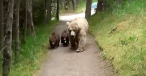 Watch: Grizzly And Two Cubs Follow Hiker On Alaska Trail