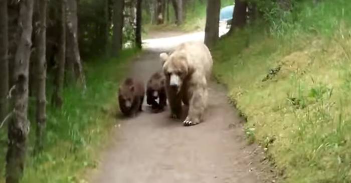 Watch: Grizzly And Two Cubs Follow Hiker On Alaska Trail