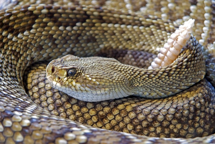rattlesnake-head-tail