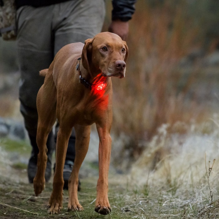 ruffwear beacon