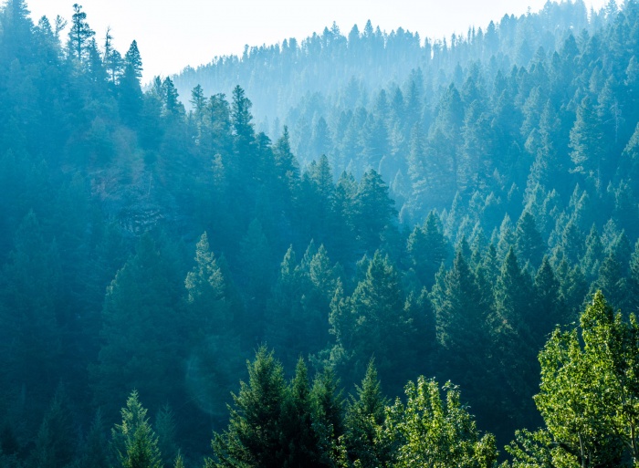 Packing It Out Montana Trees and Smoke