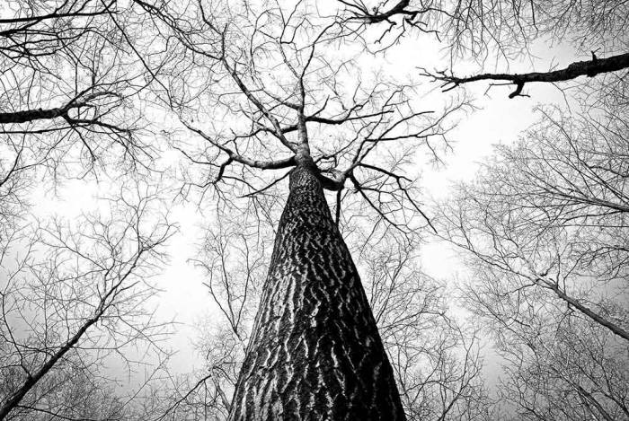 Outdoor Hazards: Falling Branches