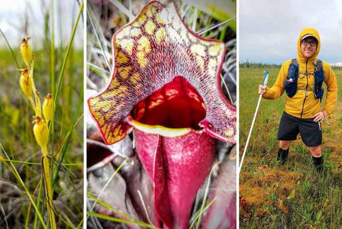 The Great Bog Walk: Red Lake Peatland Crossing