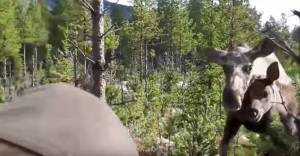 This Is What A Moose Attack Looks Like