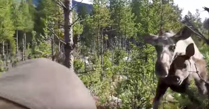 This Is What A Moose Attack Looks Like