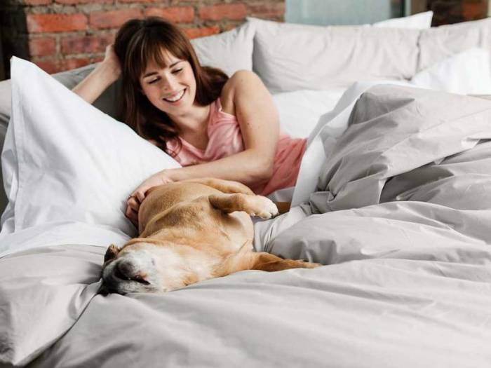 This dog knows the best sleep gear for a good night's rest.