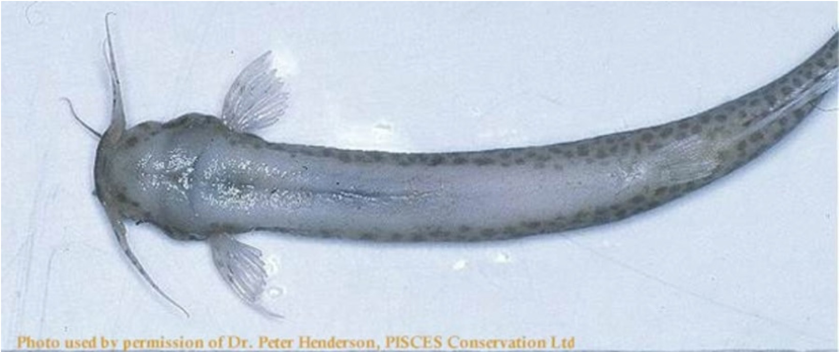 Parasites In Humans: Six Skin-Crawling Creatures to Avoid