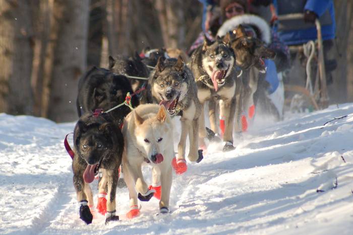 iditarod drug policy