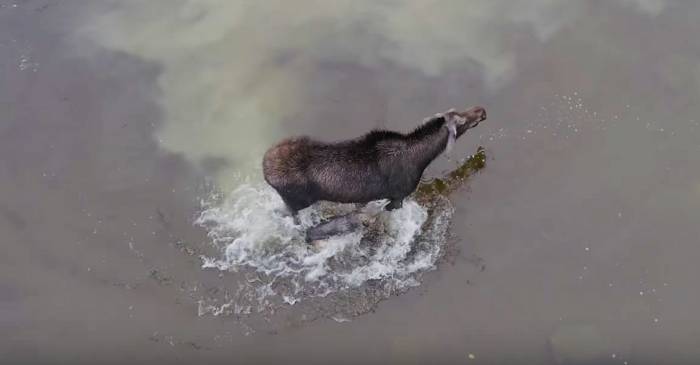 wolf vs moose battle