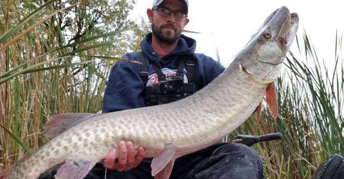 Watch: 46-Inch Muskie Caught (on 6-Pound Test Line)