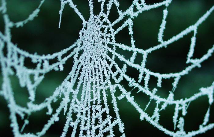 Spiders Drink Nanotubes, Spin Kevlar-Strength Web