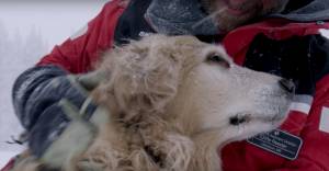 4-Legged Hero: Tribute To Henry, Vail’s First Avi Rescue Dog