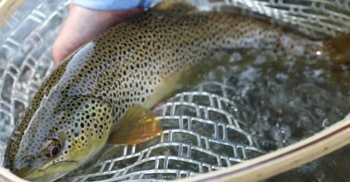 Spring Stoke: Fly Fishing Is Right Around the Corner