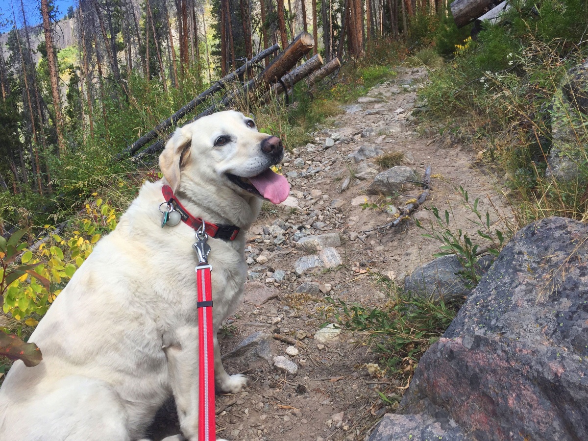 Hiking with Dogs: Canine Adventure Gear Essentials | GearJunkie
