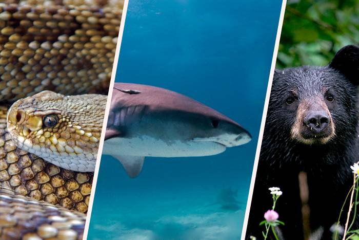 Man bitten by rattlesnake, bear, and shark