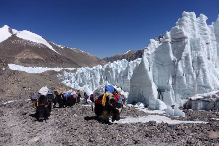 Pack Yaks on Mount Everest