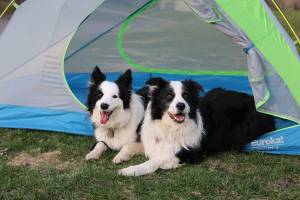 How To: Camping With a Dog