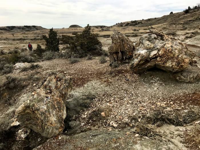 Petrified Forest, Theodore Roosevelt National Park