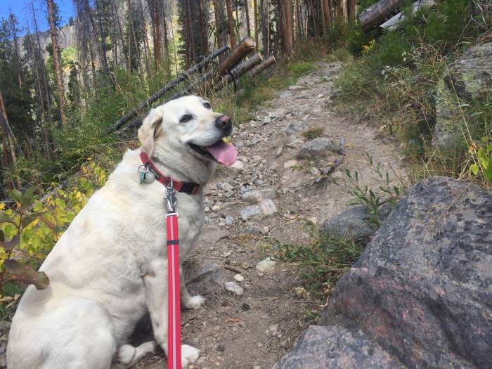 Camping and Hiking with a Dog - Use a leash on busy trails. Pic by Mallory Paige.
