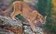 Pride of Mountain Lions Roaming CO Town Prompts Government Warning to Residents