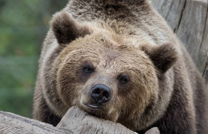 Anti-‘Bear Selfie’ Campaign So Silly It Just Might Work