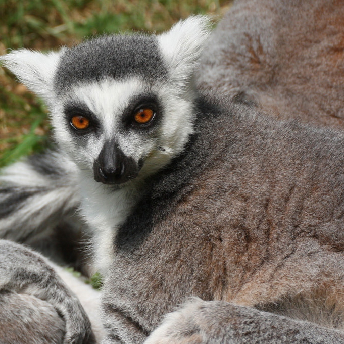 lemur