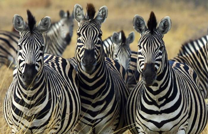 ‘Dazzle’ of Zebras: 50 Odd Words for Animal Groups