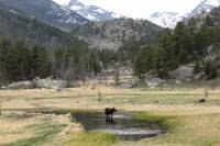 moose in Rocky Mountain National Park