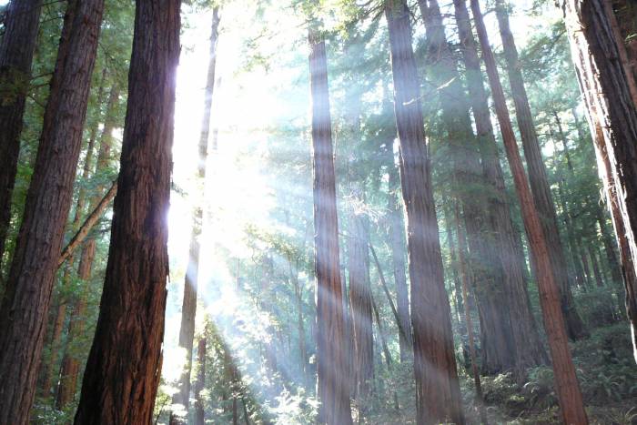 John Muir National Monument redwoods