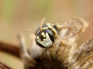 Reverse-Engineered Bee Fibers Might Waterproof Your Next Tent