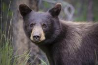 To Kill a Black Bear: A Hunt for Answers