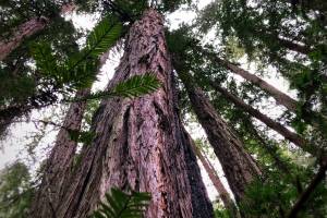730 Acres of Millennia-Old Redwoods to Become Public Park